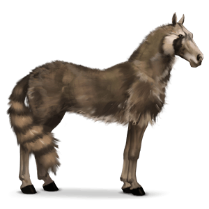 wild horse raccoon